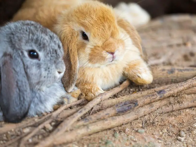 Miniature Lop Rabbit Characteristics