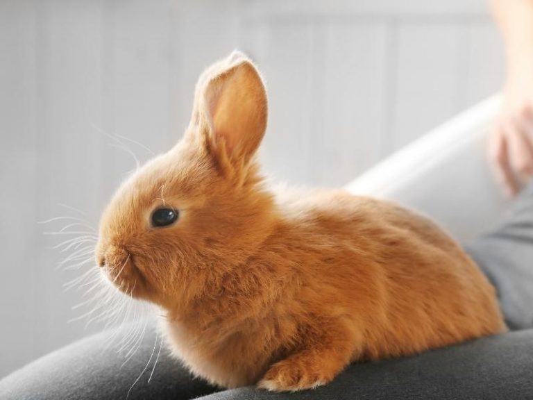 Why Does My Rabbit Climb on Me? Rabbit Insider