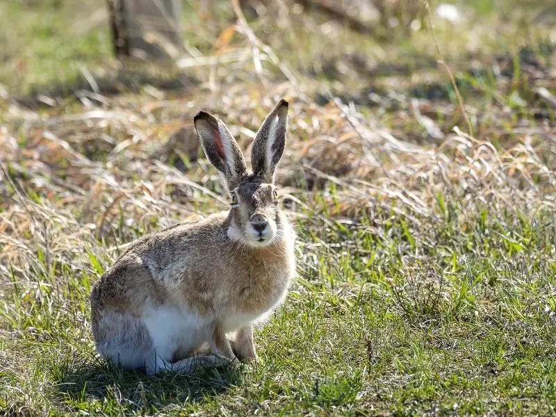 Risks of Eating (Too Much) Rabbit Meat