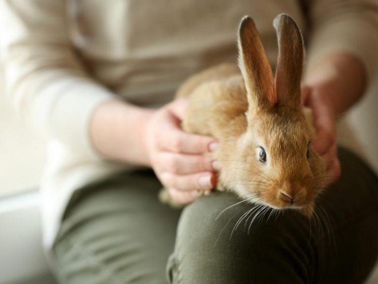 Why Does My Rabbit Climb on Me? Rabbit Insider