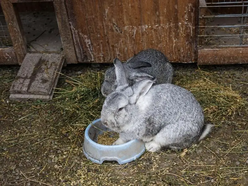 Different Rabbit Pee Colors