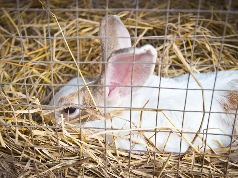 Different Rabbit Urinary Ailments