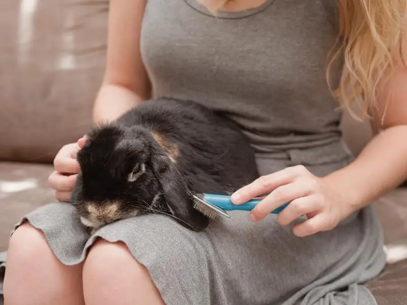 How Do You Groom a Rabbit at Home