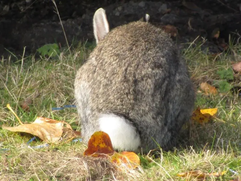 How Long Is a Rabbit’s Tail