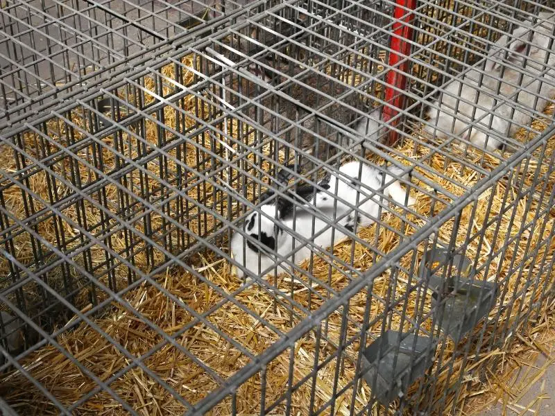 Need to Build a Wire Rabbit Cage