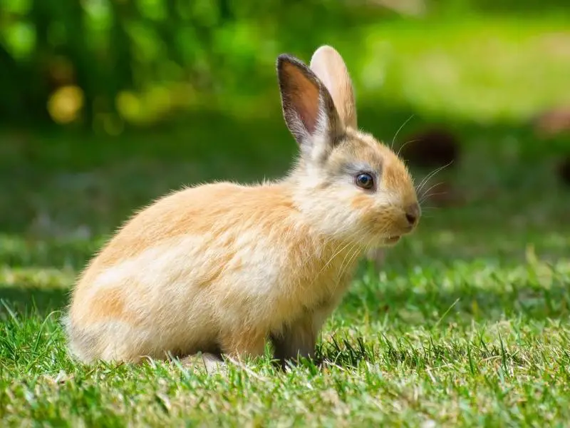 Risks of Eating Rabbits During Summer
