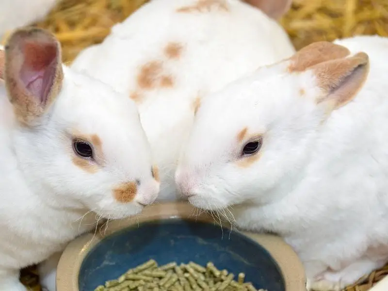 What Nutrients Do Rabbit Pellets Have