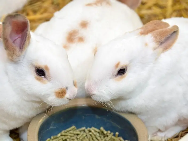 How To Tell If Rabbit Pellets Are Bad