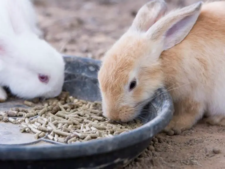 why-is-rabbit-not-kosher-rabbit-guide-2023-rabbit-insider