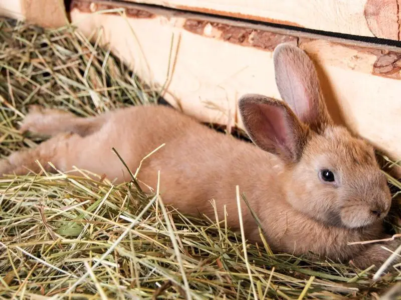 Can You Use Shredded Paper for Rabbit Bedding? Rabbit Guide 2024