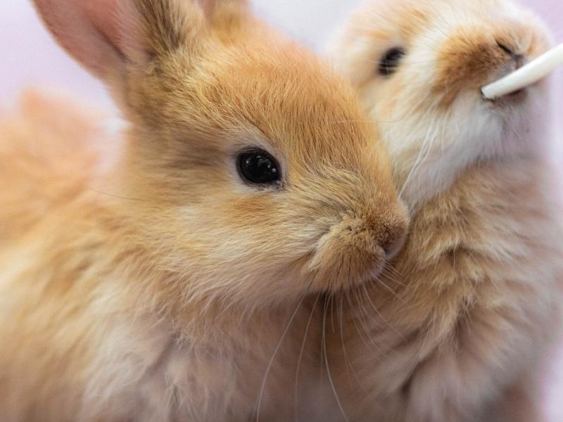 why are rabbits so cute