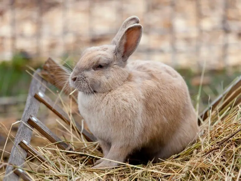 Dangers of Feeding Meat to Rabbits