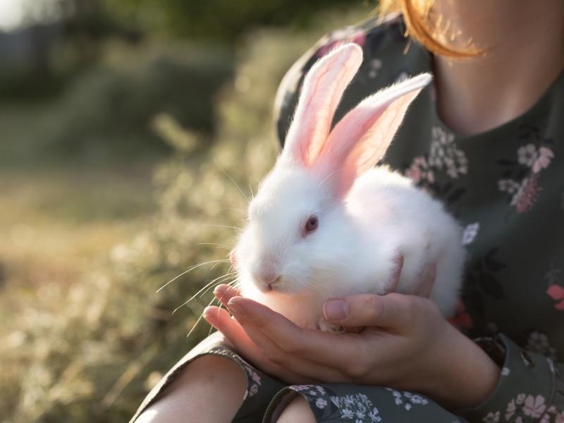 Does Rabbit Poop Smell