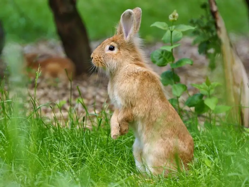 Factors That Affect Rabbit Growth