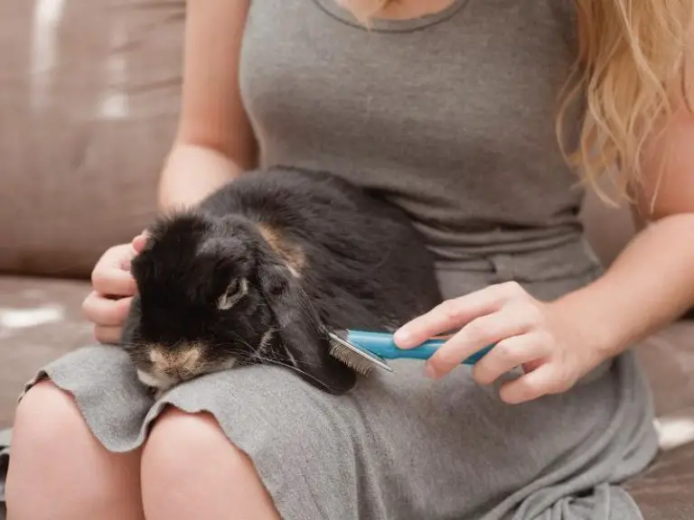 How Bad Do Rabbits Smell? Rabbit Guide 2024 Rabbit Insider