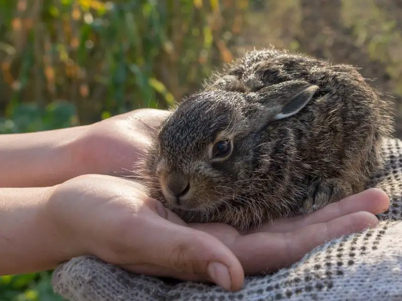 How Does a Rabbit Get Myxomatosis