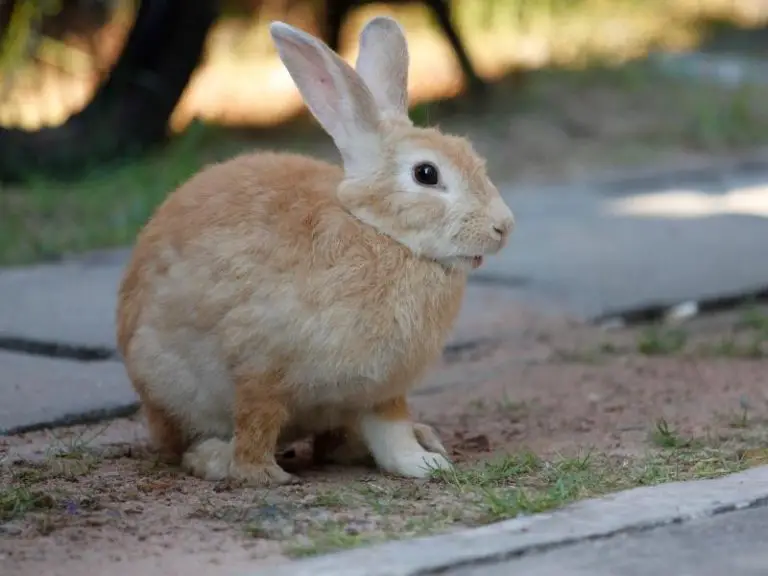 Why Does My Rabbit Dig on Me? Rabbit Guide 2024 Rabbit Insider