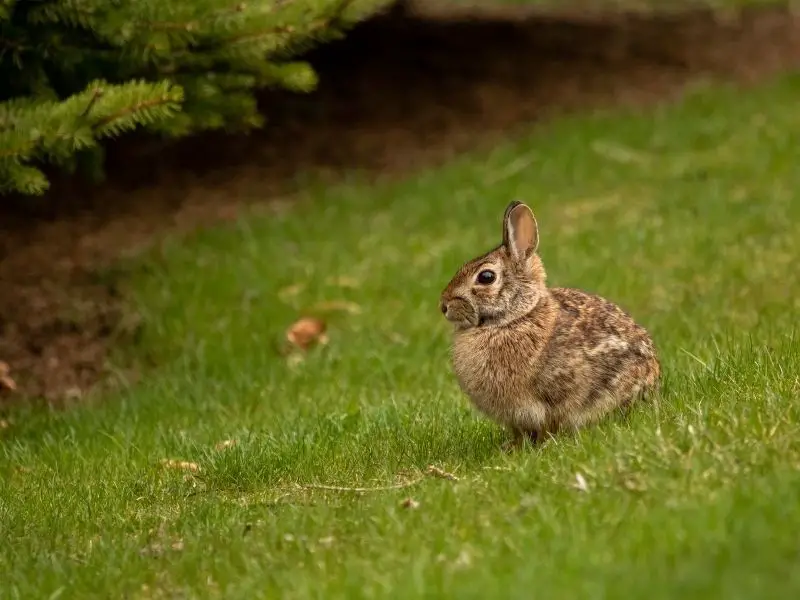 So Should You Make a Wild Rabbit Your Pet