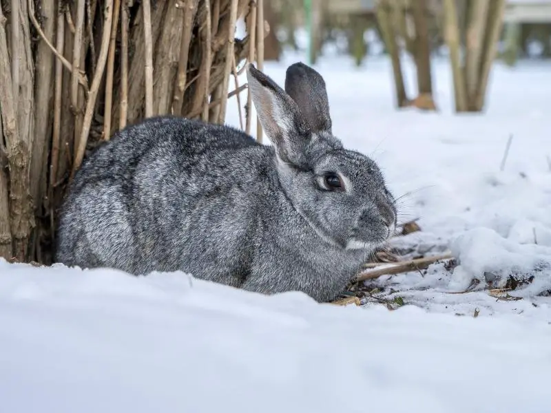 What Can You Do With Rabbit Kidneys