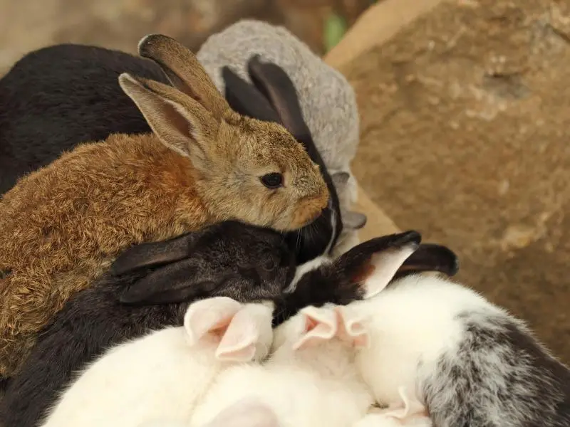 What Is Healthy Rabbit Poop