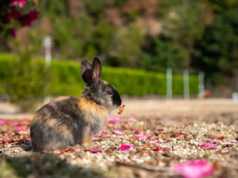 Wild Rabbit vs Domesticated Rabbit