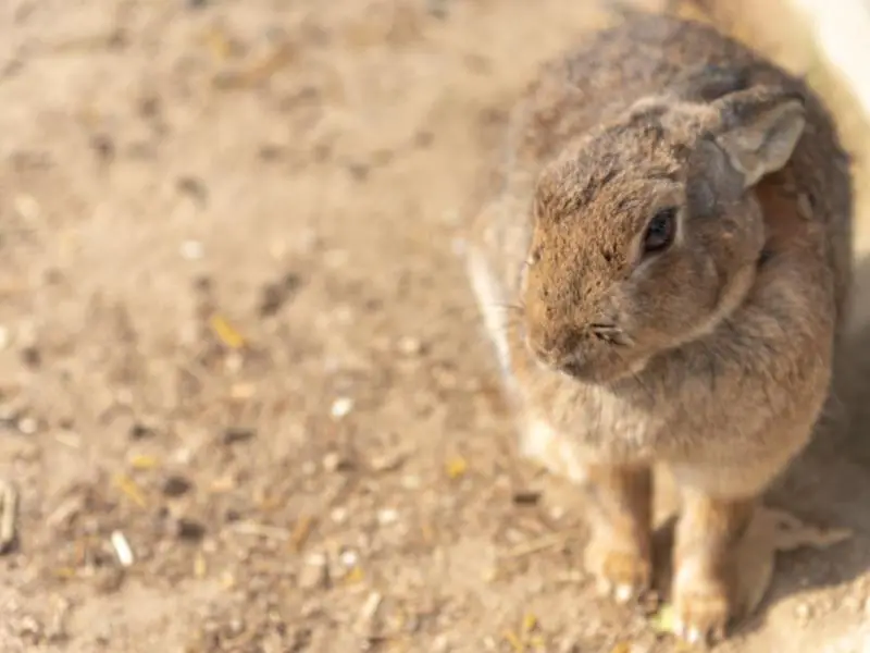 Benefits of Eating Rabbit Meat