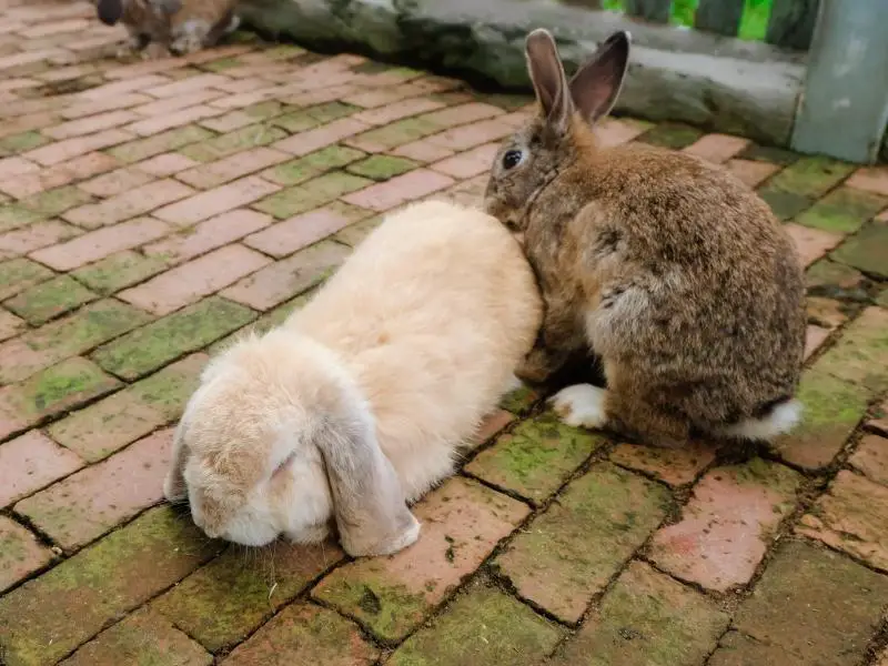 Do Rabbits Change Gender