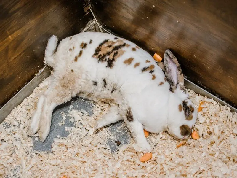 Factors That Affect Pet Rabbit Price