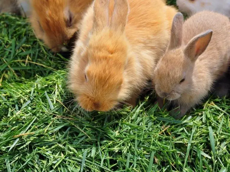 how-long-do-rabbits-stay-pregnant-rabbit-guide-2023-rabbit-insider