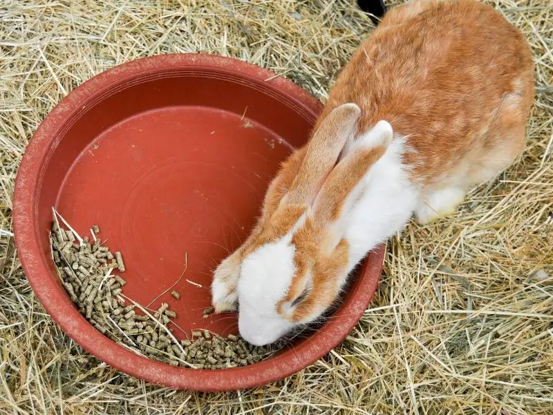 How Much Does Rabbit Feed Cost
