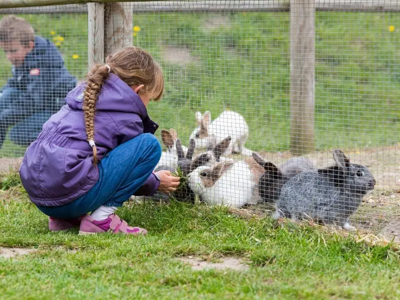 How Much Food Can Rabbits Eat