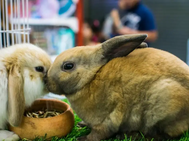 When Can Rabbits Be Vaccinated