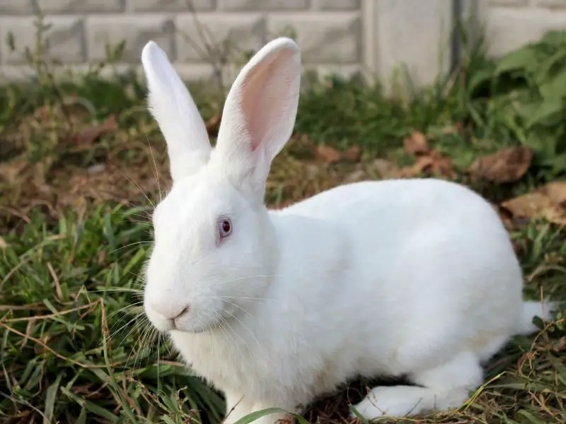 Factors That Affect Rabbit Size