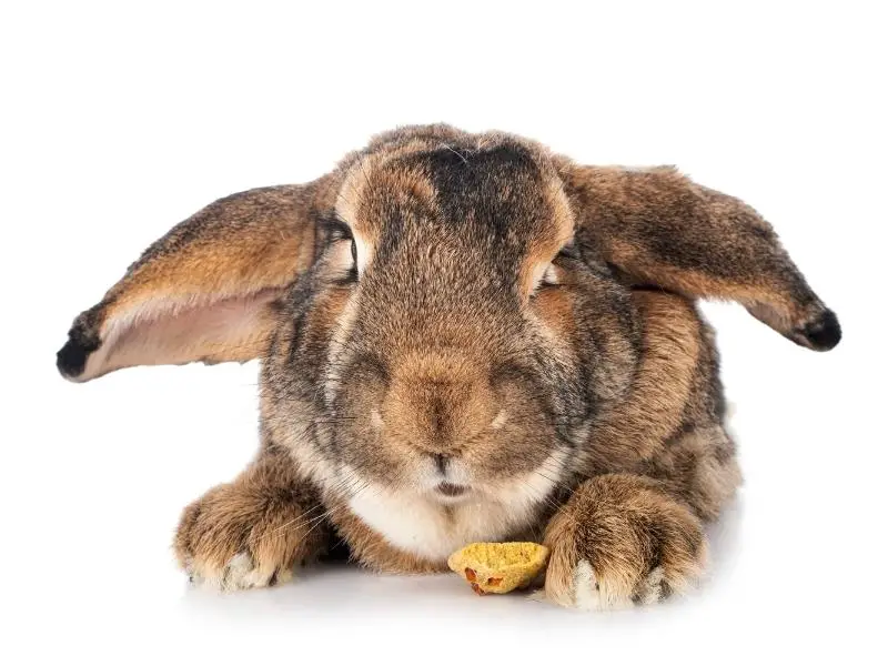 Factors That May Affect Flemish Giant Rabbit Cost