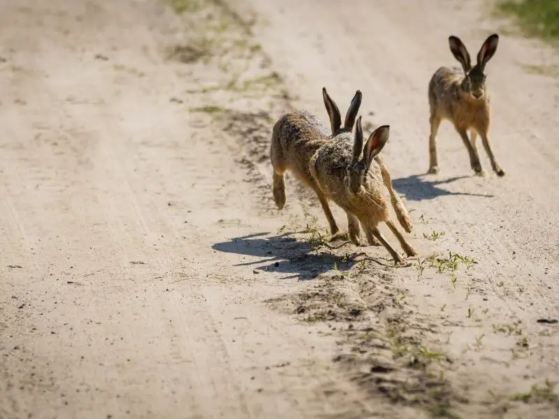 Fastest Rabbit Breeds