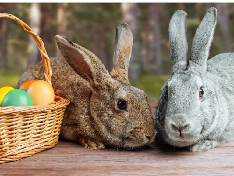 How Do Rabbits Mate? Rabbit Guide 2024 Rabbit Insider