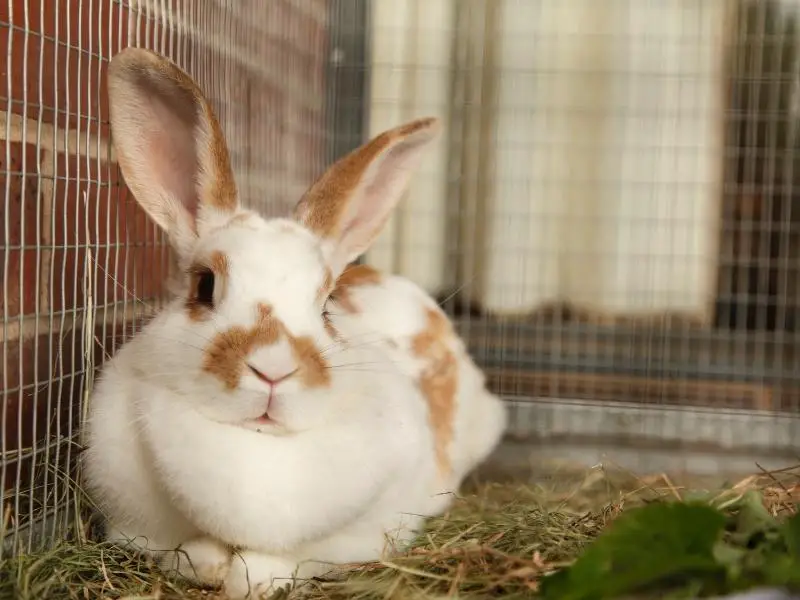 How to Potty Train a Rabbit