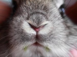 Do Rabbits Get Rabies? Rabbit Guide 2023 - Rabbit Insider