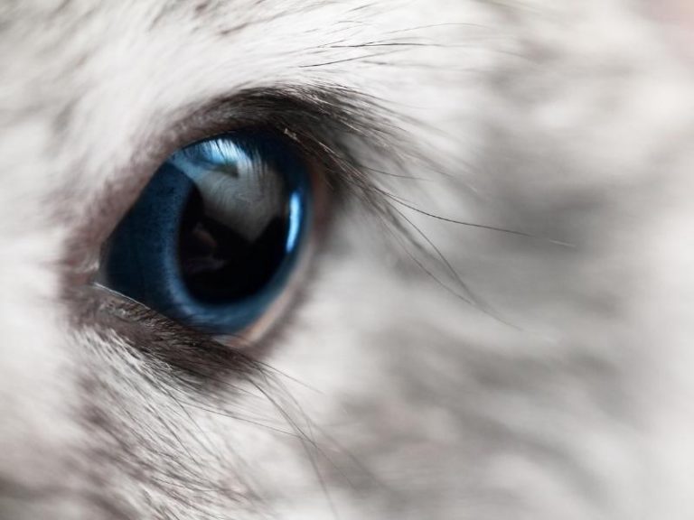 How Do Rabbits See