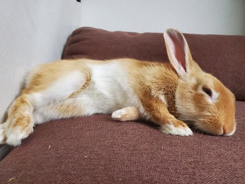 How Do Rabbits Sleep? Rabbit Guide 2024 Rabbit Insider