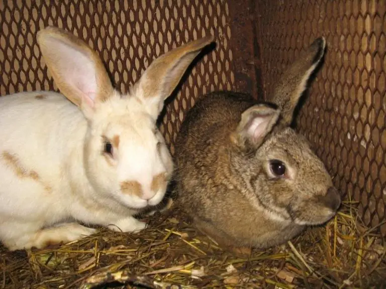 How Do Rabbits Mate? Rabbit Guide 2024 - Rabbit Insider