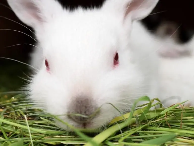 why-do-rabbits-have-red-eyes-rabbit-guide-2024-rabbit-insider