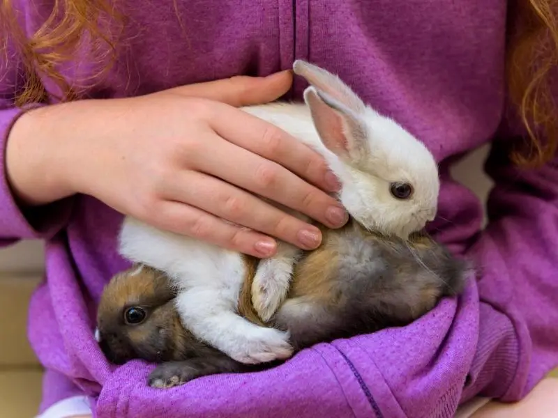 Where Do Rabbits Like to Be Petted