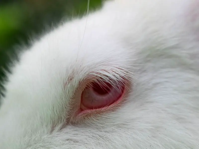 Why Do Rabbits Have Red Eyes