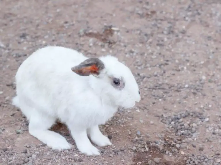 Why is my rabbit shaking rabbit guide 2024 rabbit insider