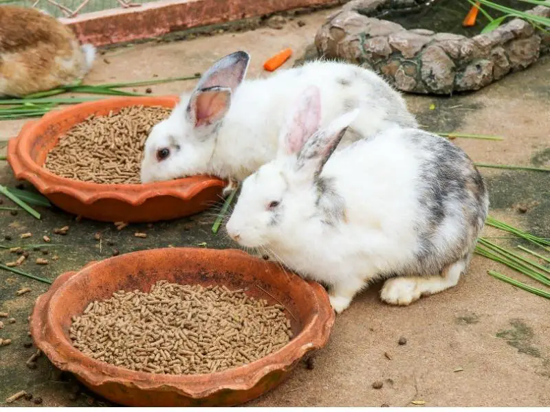 Benefits of Feeding Asparagus to Rabbits
