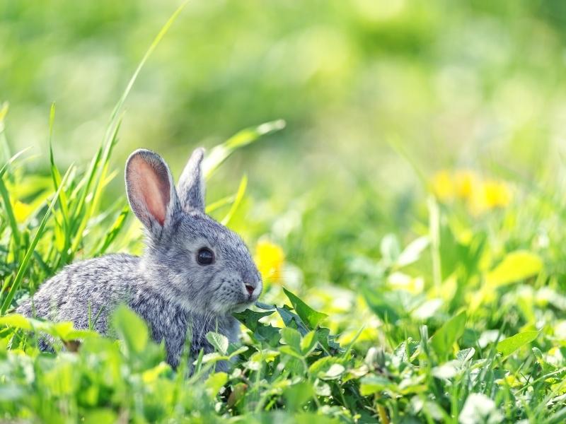 Benefits of Feeding Blueberries to Rabbits
