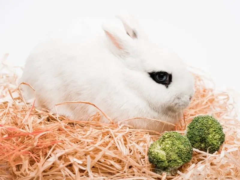 Benefits of Feeding Broccoli to Rabbits