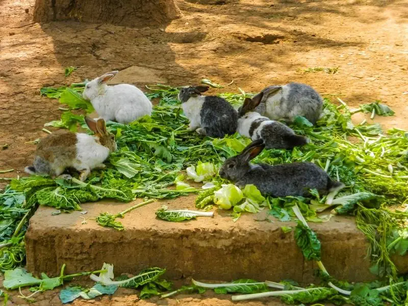 Benefits of Feeding Cabbage to Rabbits