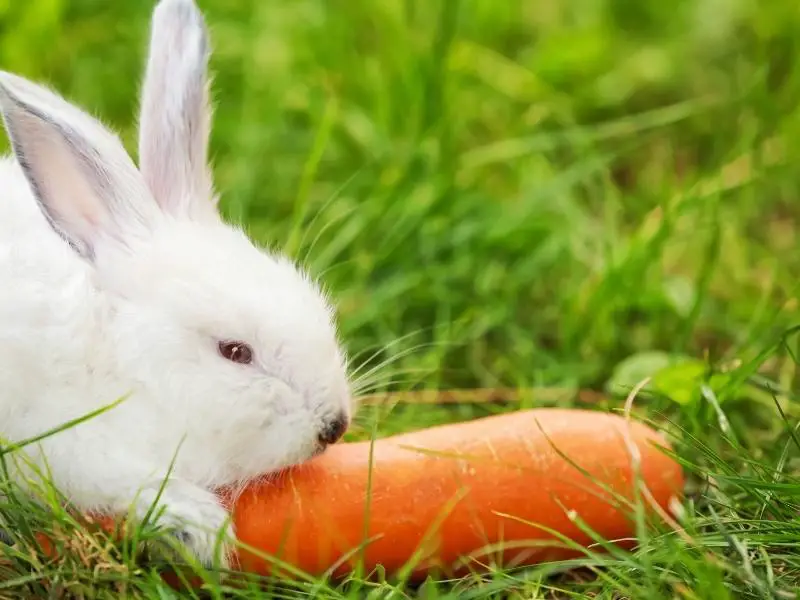 Benefits of Feeding Carrots to Rabbits